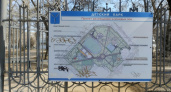 В Саратове после скандала с провалом аукциона высадят 150 деревьев в Детском парке