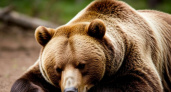 На Камчатке застрелен медведь, скальпировавший туристку из Саратова