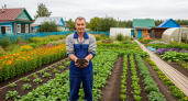 После уборки картофеля сею этот сидерат - почва становится как после тонны навоза, а проволочник и парша исчезают на годы