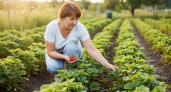 После сбора ягод клубники в августе – что обязательно нужно сделать для будущего урожая?