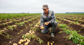 Запомните раз и навсегда: опытный агроном раскрыл главные признаки зрелости картошки для идеального урожая