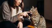 Ваша кошка кусается? Срочно узнайте 5 скрытых причин агрессии, которые упускают 90% хозяев