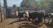 Полиция задержала грузовик с 9 коровами и 2 лошадьми без документов на границе областей