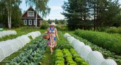 Европейцы давно отказались, а россияне до сих пор едят этот вкусный овощ-убийцу почек