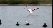 Розовый фламинго впервые за 100 лет прилетел в Саратовскую область и отбился от местных уток