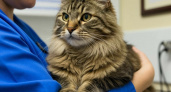 65-летний саратовец получил штраф 3000 рублей за оскорбление ветврача из-за лечения кота