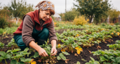 Два дня осенней работы с клубникой — и соседи будут завидовать вашему урожаю всё лето