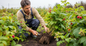 Садоводы годами мучаются с черенками малины, а профессионалы знают способ в 10 раз проще