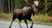 Более 40 ДТП с лосями и косулями за год: в Саратовской области объявили период повышенной опасности