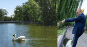 "Чтобы не погибли, как рыба": предприниматели после 25 лет ухода отдают лебедей Горпарка из-за действий властей