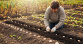 Почему опытные дачники сажают чеснок именно в эти дни октября: секрет крупных головок