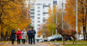 Период гона заставил оленей захватывать Саратов: что делать жителям при встрече с парнокопытными