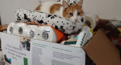 "Ситиматик" собрал помощь для 80 кошек из приюта "Второй шанс" в День защиты животных