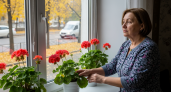 Герань цветет до зимы: 1 чайная ложка этого порошка на 5 литров воды — и бутоны появляются волна за волной
