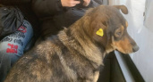Чипированный пес самостоятельно ездит на автобусах по Волжскому и Заводскому районам Саратова