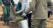 Сотрудники "Ситиматик" высадили 350 сосен: в Саратовской области растет новый бор
