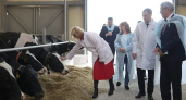 Саратовский племзавод взлетел с 19-го на 4-е место в России: коровы дают по 14 тонн молока в год