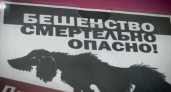 Вывоз питомцев за границу изменится: с 1 декабря протоколы на бешенство переходят в электронный формат
