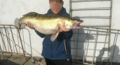Почти 11 кг: под саратовским мостом выловили судака-гиганта сплавом на малька