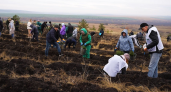 Саратовская область за год высадила 4 тысячи гектаров лесов из местных питомников