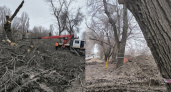 "Мы все умрём от онкологии": в Саратове сносят все деревья от Детского парка до 6-й Дачной