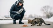 Что скрывается за привычкой кошки игнорировать миску. Объяснения ветеринаров, которые изменят ваш взгляд на питомца.