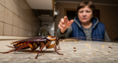 Почему тараканы опасны, если их давить: факты из интернета