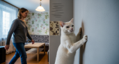 Кошки больше не портят ремонт: новое покрытие для стен переживет любые когти и прослужит два десятка лет