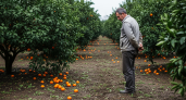 Фермер из Абхазии объяснил, почему предпочитает выбрасывать мандарины, а не везти их в Россию