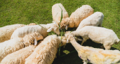 Саратовские овцеводы планируют утроить производство баранины к 2026 году