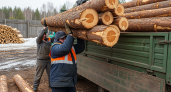 10 кубометров сосны: Вольский лесхоз поддержал группировку «Север»