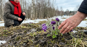 За сбор краснокнижных первоцветов в Саратовской области грозит штраф до миллиона рублей