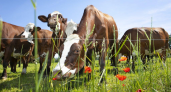 Саратовские племхозяйства нарастили производство молока на 21% за год