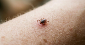 Клещи в Саратовской области проснулись раньше срока: уже 15 случаев боррелиоза