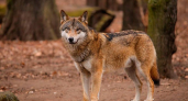 Саратовское минприроды открестилось от волка, сбежавшего в южнокорейском зоопарке