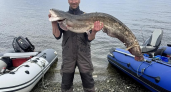 Саратовский рыбак вытащил из Волги сома на 16 кг