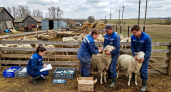 В Саратовской области за квартал вакцинировали свыше 12 миллионов птиц и скот