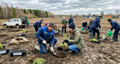 Две тысячи сосен высадили под Аткарском в рамках лесоклиматического проекта