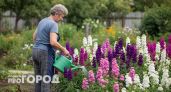 Перестала сажать капризные петунии: выбрала этот цветок для яркой клумбы с мая до самых первых заморозков