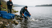 В Волгу выпустили первую партию рыб: до апреля — более 3 млн мальков