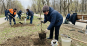 В парке «Изумрудный» в Саратове высадили десятки новых саженцев