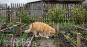 Забыла про копающихся в грядках котов: теперь рассыпаю эту специю по участку и забыла о проблеме навсегда