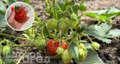 Клубника вырастет размером с кулак: секретный состав для весеннего полива, который дает сахарный урожай