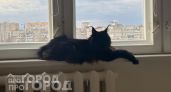 Забудьте о частых визитах к ветеринару: 3 породы кошек с крепким иммунитетом, которые живут до 20 лет