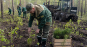 Саратовская область высадила тысячу га леса и планирует утроить результат