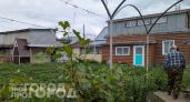 Китайцы штурмуют огороды ради обычного сорняка: почему в России это растение годами вырывают с корнем