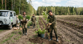 Саратовская область высадила более 1000 гектаров леса — в планах в четыре раза больше