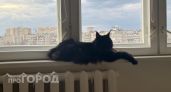 Ваша кошка остается одна: что на самом деле происходит в её голове в ваше отсутствие и как это проверить