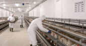 Две закрытые птицефабрики Саратовской области откроются к сентябрю