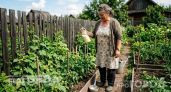 Больше не строю шпалеры и теплицы: мой метод выращивания огурцов прямо на земле дает урожай ведрами каждый год
